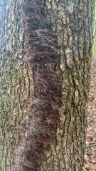 Toxicodendron radicans