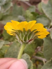 Encelia palmeri