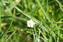 Sagina saginoides