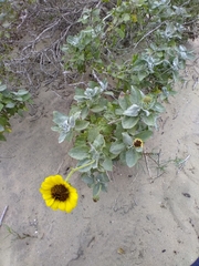 Encelia palmeri