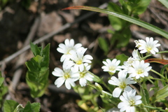 Cerastium alpinum
