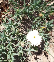 Dimorphotheca pinnata