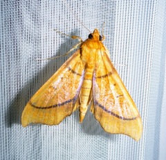 Anarmodia