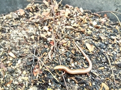 Subdoluseps bowringii