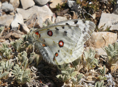 Parnassius apollo