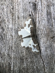 Lomaspilis marginata
