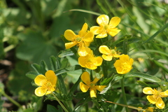 Ranunculus bulbosus