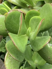 Crassula multicava