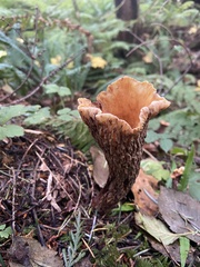 Turbinellus kauffmanii