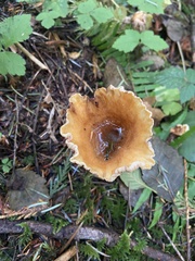 Turbinellus kauffmanii