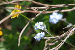 Myosotis alpestris