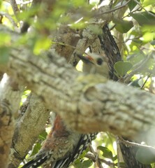 Melanerpes superciliaris nyeanus