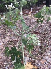 Cnidoscolus maculatus