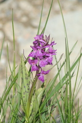 Dactylorhiza majalis