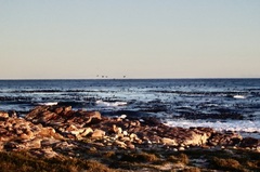 Phalacrocorax capensis