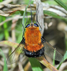 Heterostylum bicolor