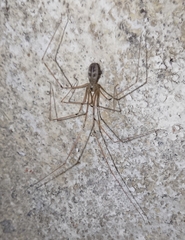 Pholcus phalangioides