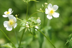 Ranunculus aconitifolius