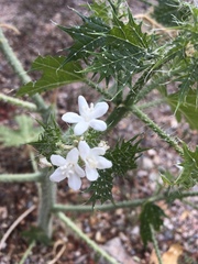 Cnidoscolus maculatus