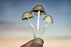 Candolleomyces candolleanus