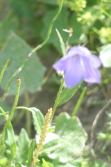 Campanula rhomboidalis