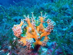 Axinella verrucosa