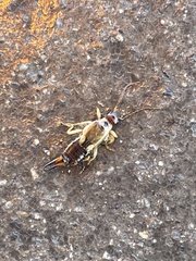 Forficula auricularia