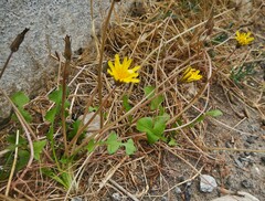 Crepis fraasii