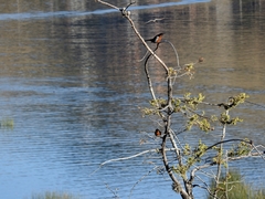 Diglossa brunneiventris