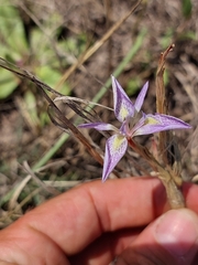 Moraea simulans