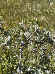 Salix orestera