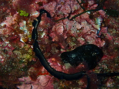 Bonellia viridis