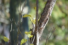 Lonicera