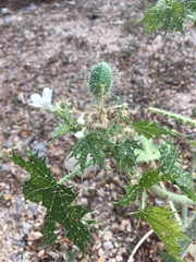 Cnidoscolus maculatus