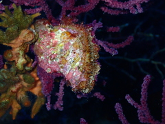 Pteria hirundo