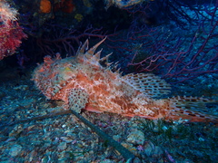 Scorpaena scrofa