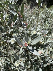 Salix orestera