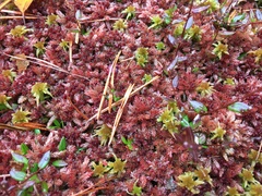 Sphagnum medium