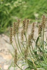 Plantago alpina