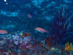 Anthias anthias