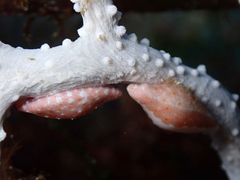 Simnia spelta