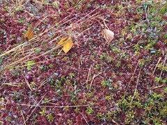 Sphagnum medium