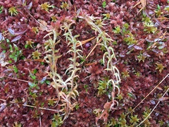 Sphagnum medium
