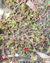 Mesembryanthemum cordifolium