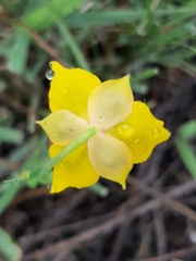 Calochortus