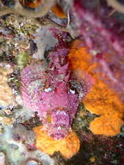 Scorpaena notata