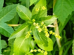 Mercurialis annua