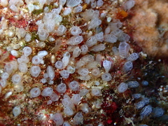 Pycnoclavella