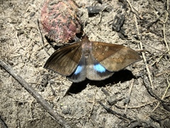Ischyja hemiphaea