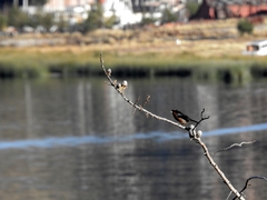 Diglossa brunneiventris